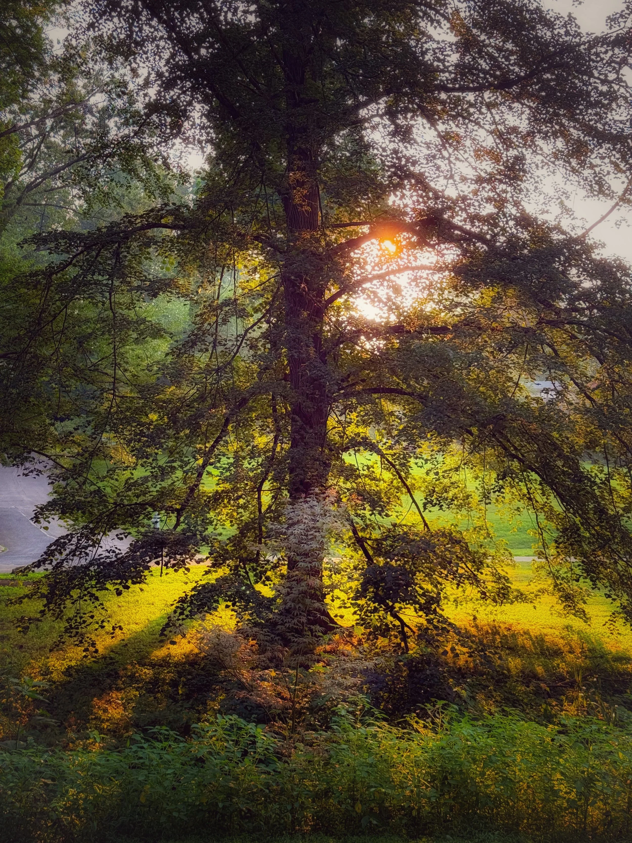 8A0A67C6-B1BF-4DF0-B41D-5BE3A2057A37.jpeg
