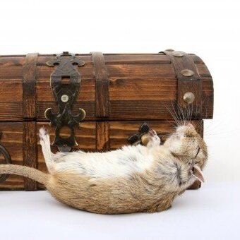 Common Signs of a Rodent Infestation