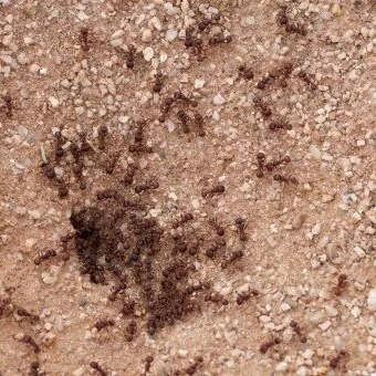 The Most Common Winter Pests in Arizona