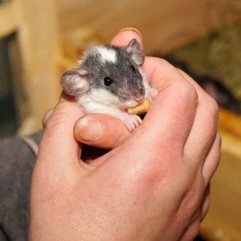 Should You Trap Rats on Your Own?