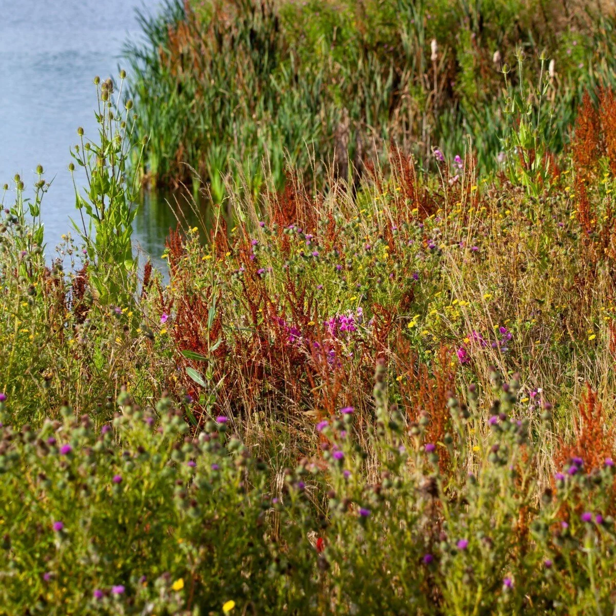 The Importance Of Timely Weed Control