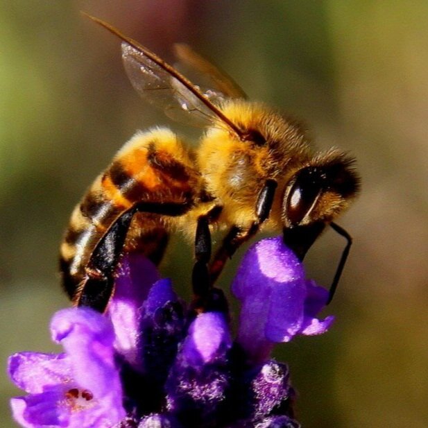 Mistakes to Avoid When Dealing With a Honey Bee Colony