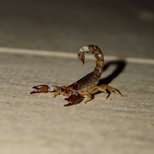 Here’s Why You Need Professional Scorpion Control