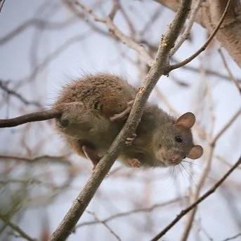 Roof Rats 101: What You Should Know About Winter Roof Rat Problems