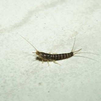 Do You Know How to Prevent a Silverfish Infestation? - San Tan Pest And  Weed Control