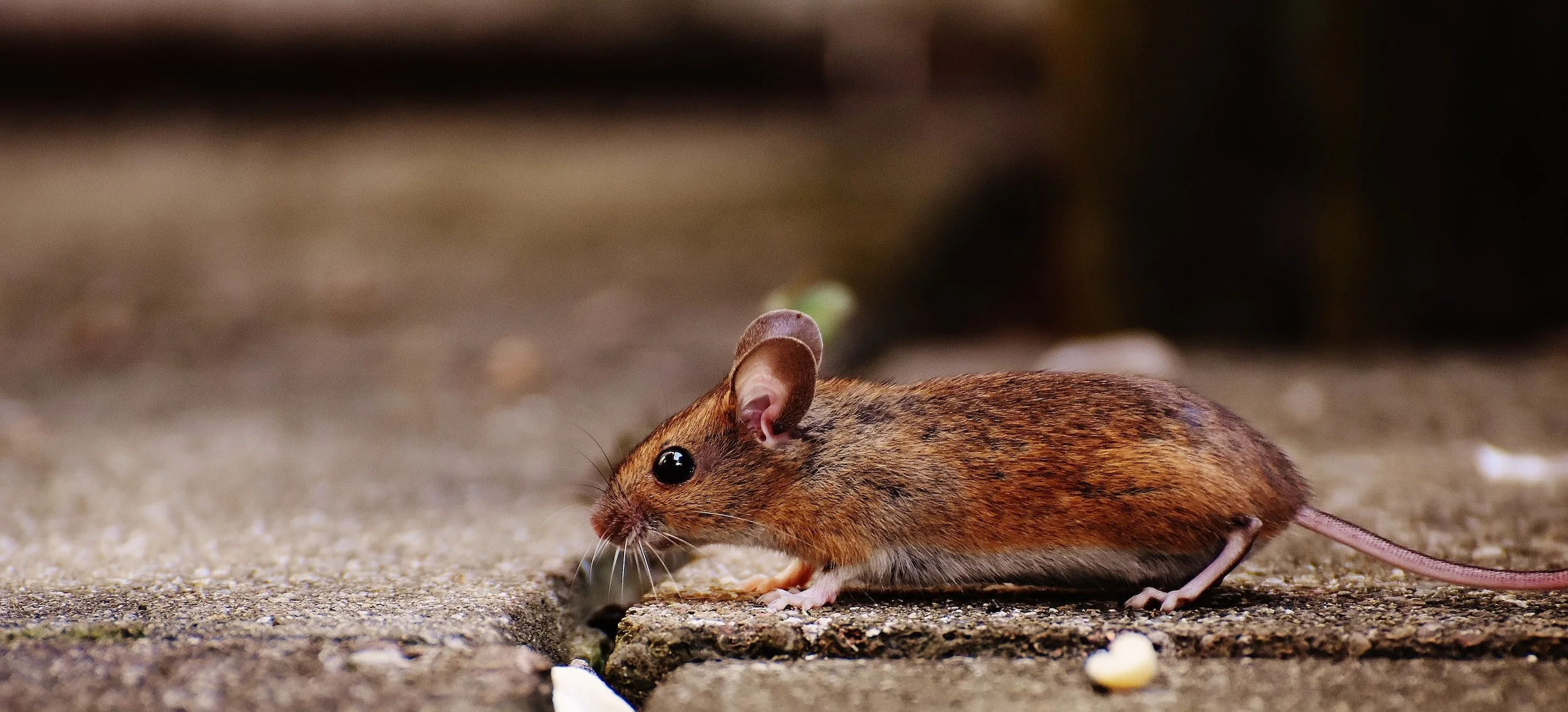 Practical Guide to Rodent Control