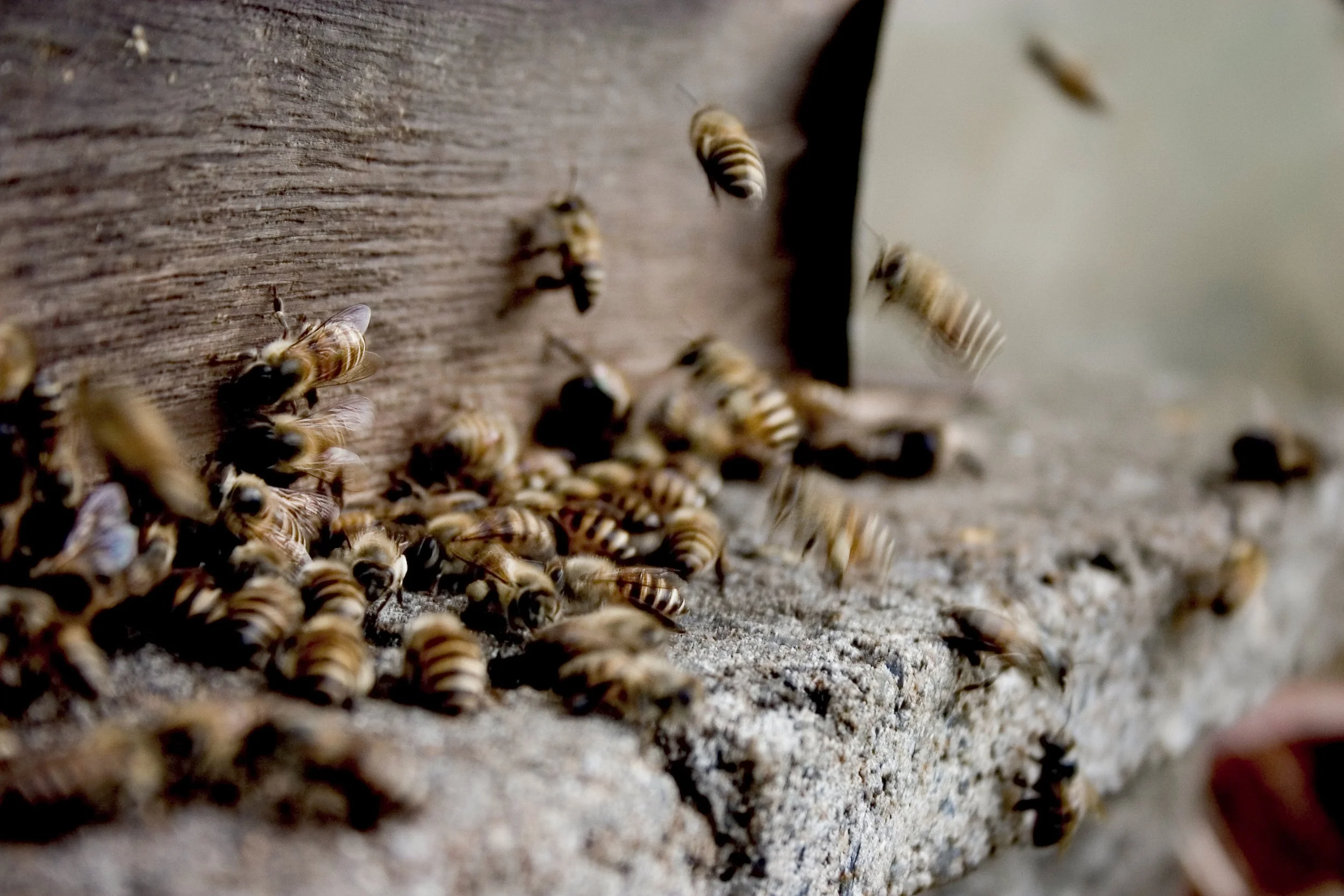 How to Prevent Bee Hives in a House