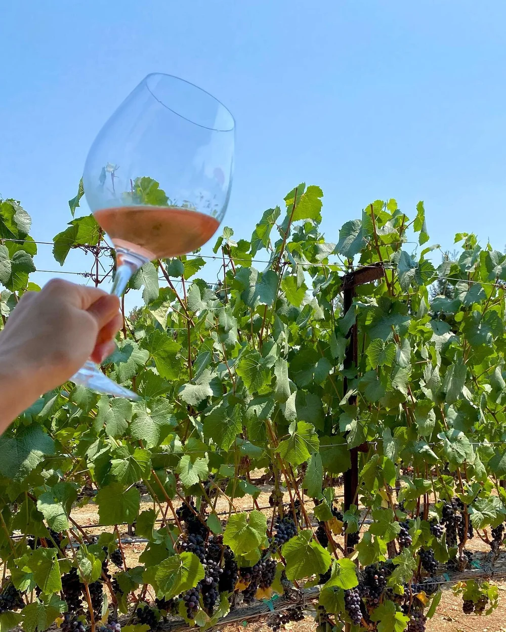 Wineries that allow picnics (of offer food) are so clutch when you are trying to fill the day with more wineries🤣 

This was a 3rd winery during my latest trip to Sebastopol and was possible because we got to bring food 🤗🙌 (from @pascaline.patisse