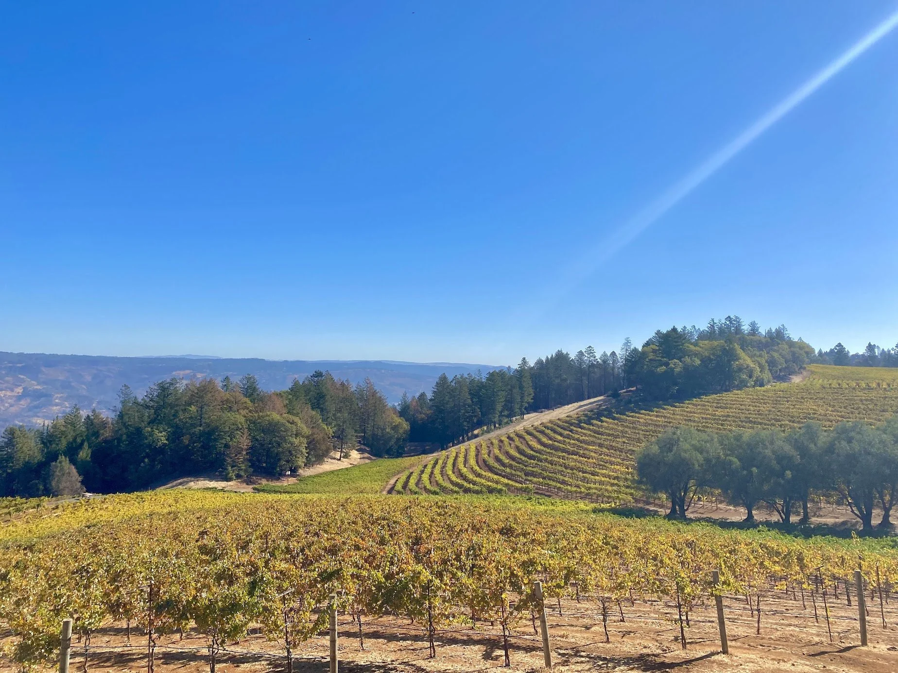 Smith Madrone Vineyards