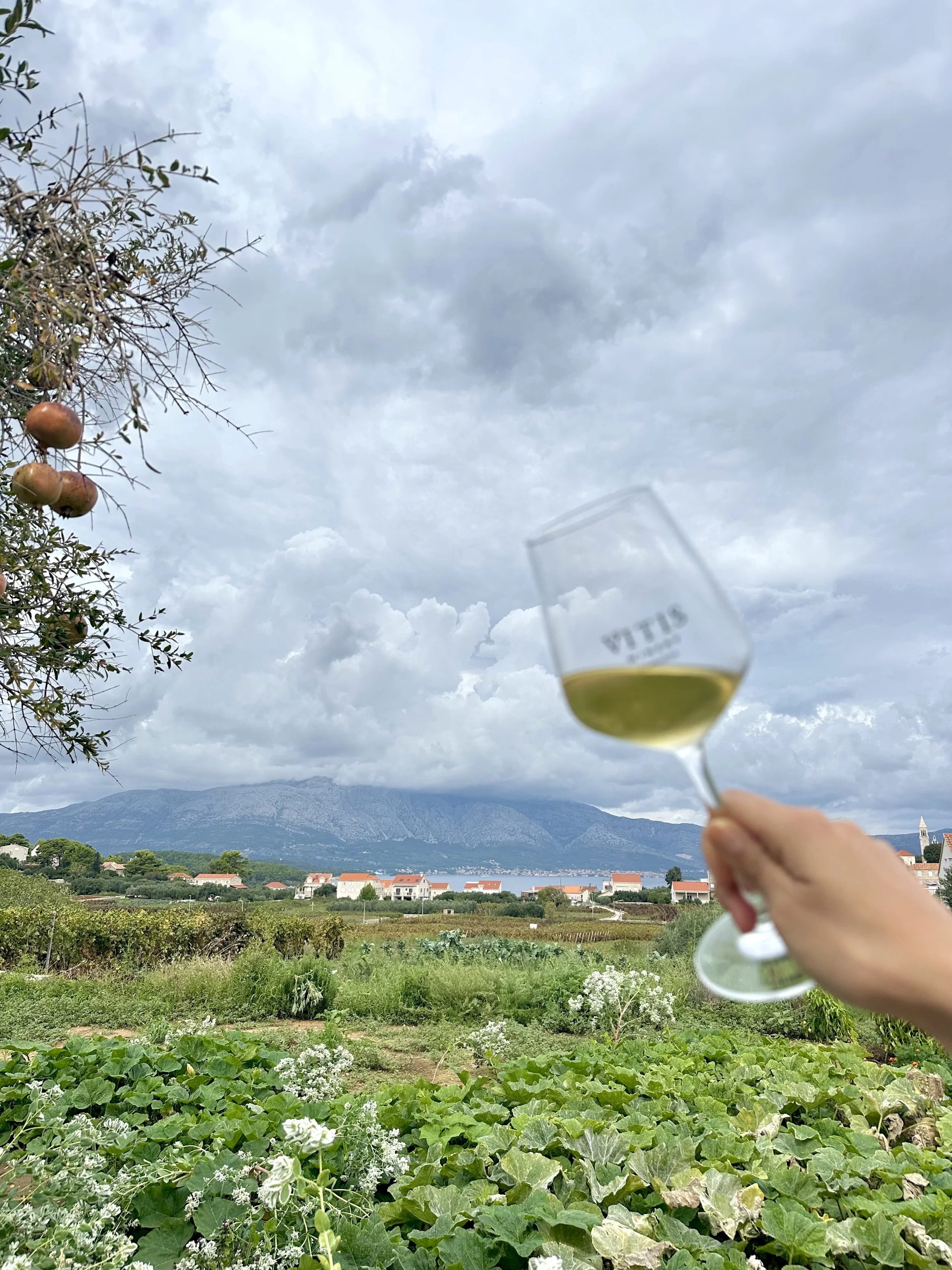 Wines to try and wineries to visit in Korcula, Croatia