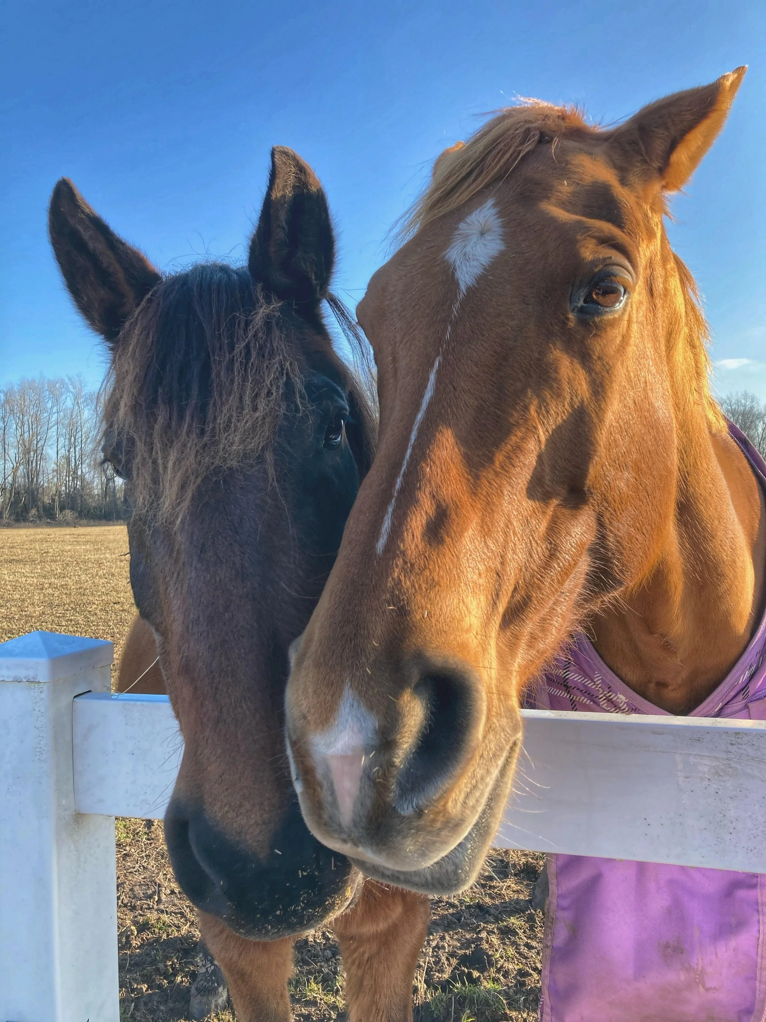 HOPE-THRU-HORSES INC.