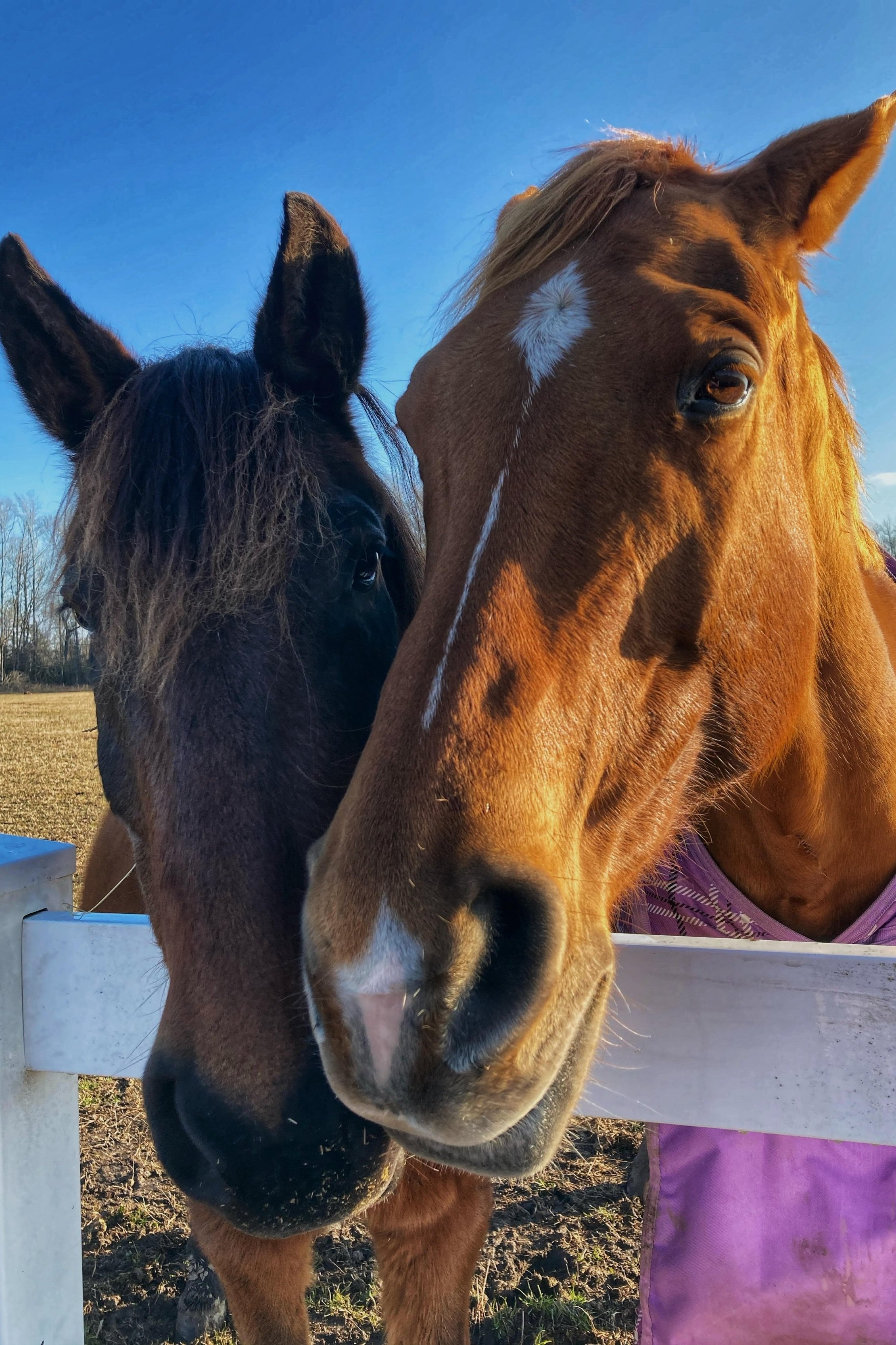 Two horses peeking over white fence saying hello