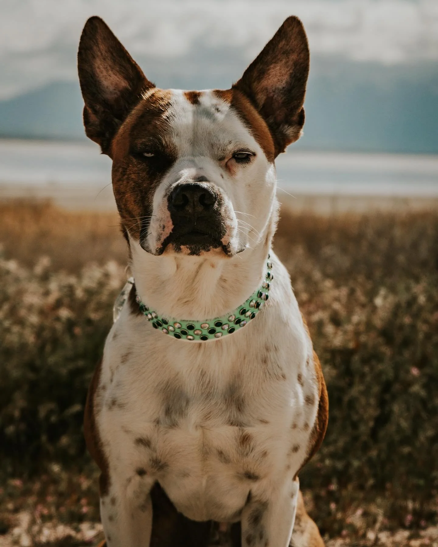 This is one of my all time favorite photos of my handsome boy @lonedogadventures ! Utah is such an amazing place we need to go back soon, if you haven&rsquo;t been I highly recommend it&rsquo;s our favorite place to visit!