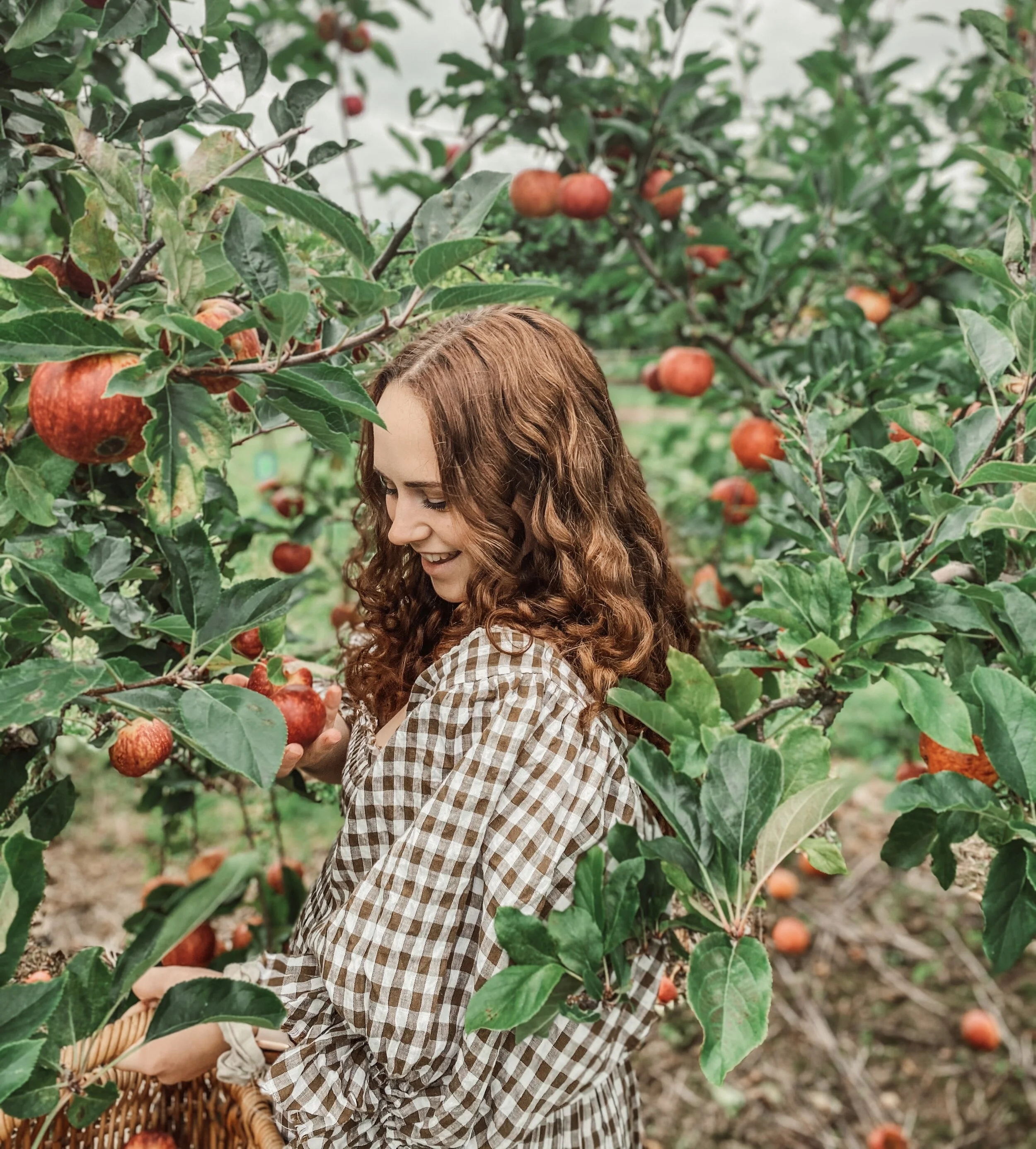 A woman with curly red hair picking apples from an apple tree in an orchard, with a basket in her hand.