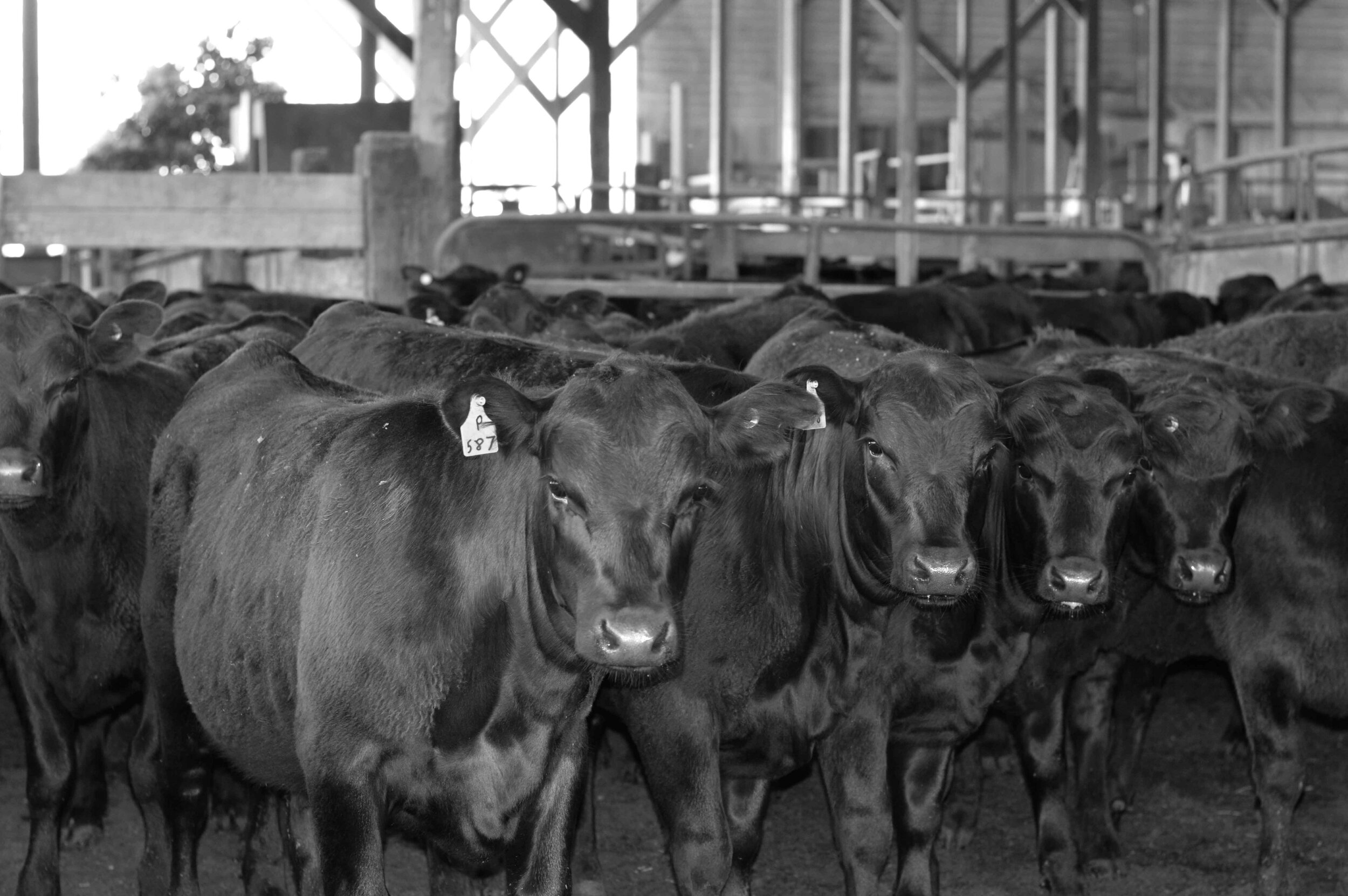 Petaluma Livestock Auction Yard, Inc.