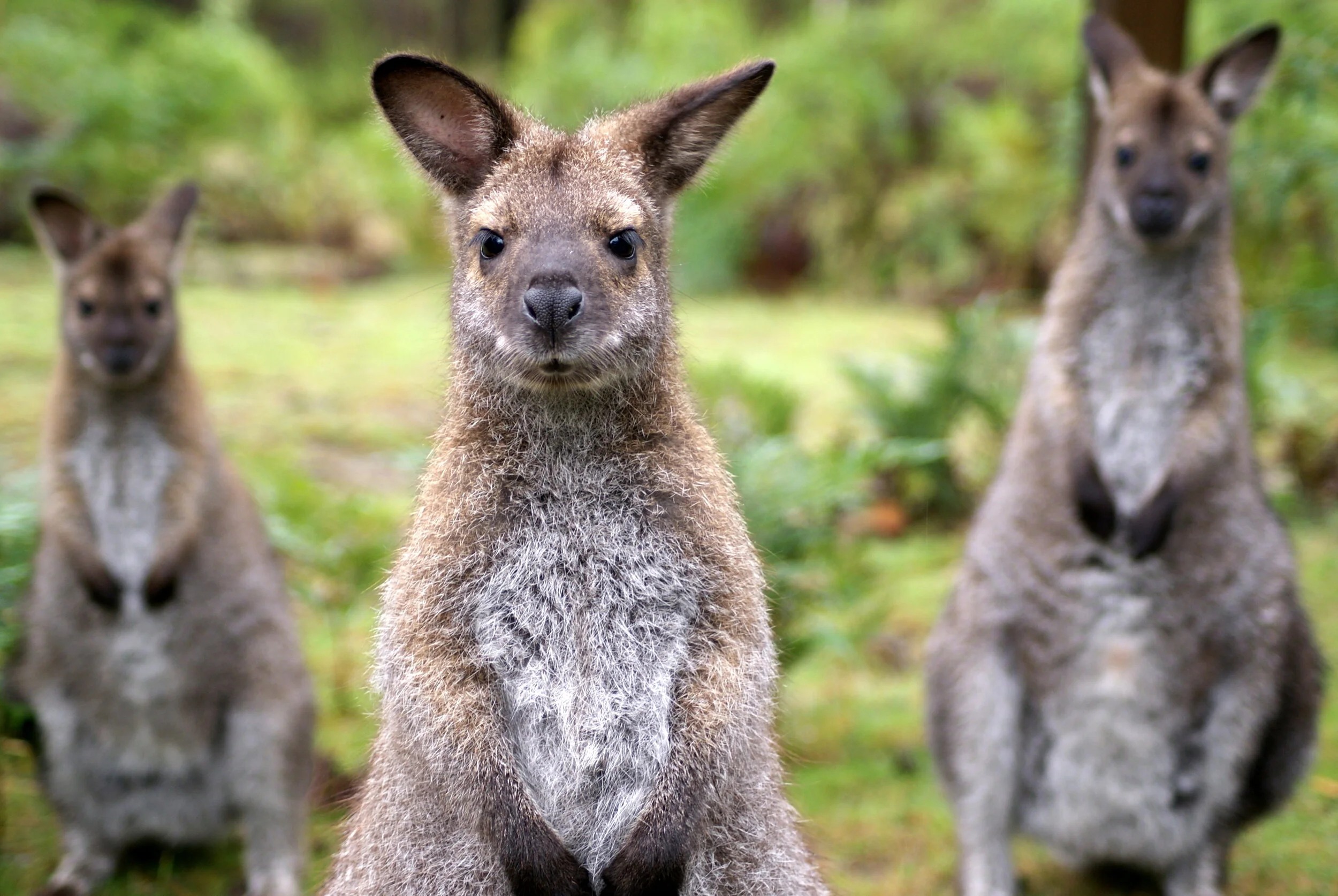 Wallabies at Freycinet