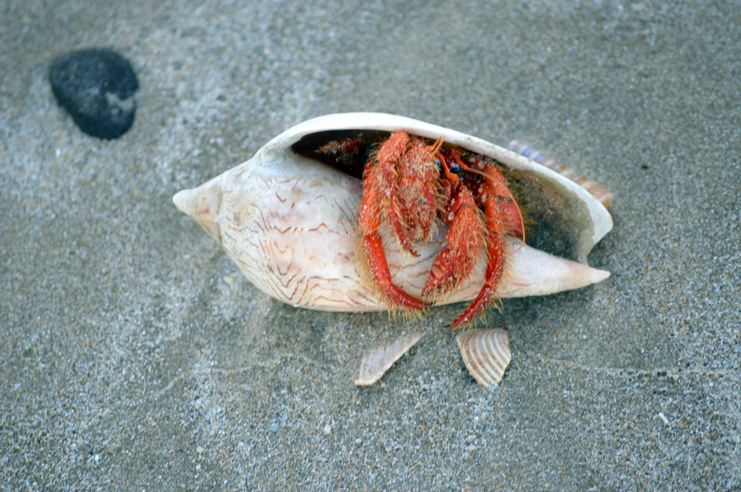 Hermet Crab on Jubilee Beach
