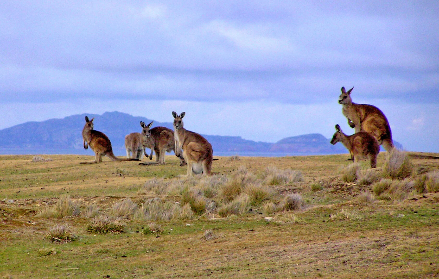 Wallabies on Maria Island