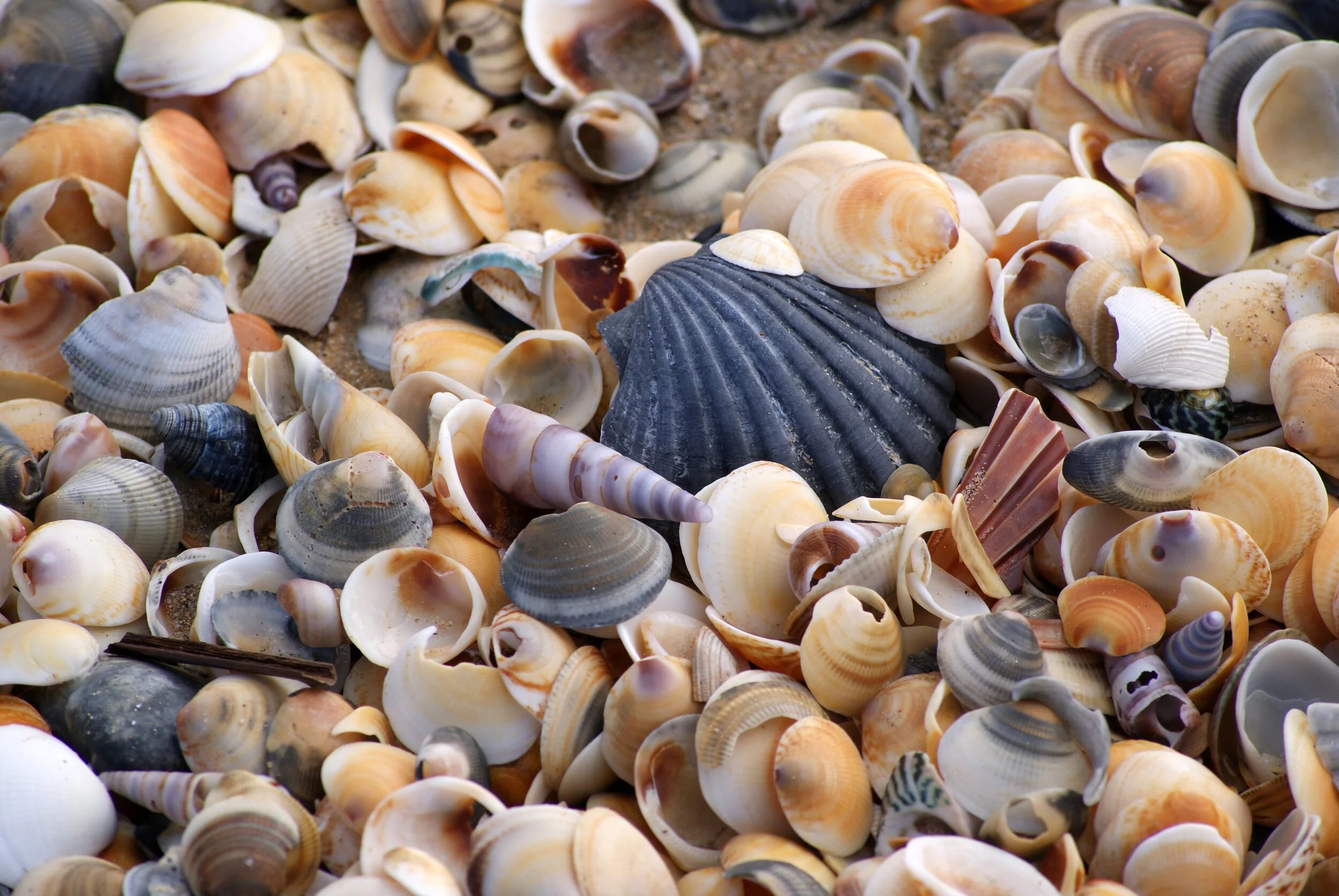 shells on kelvedon beach.JPG