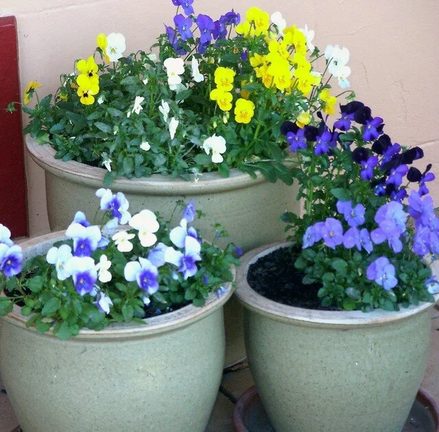 Garden 025.jpg