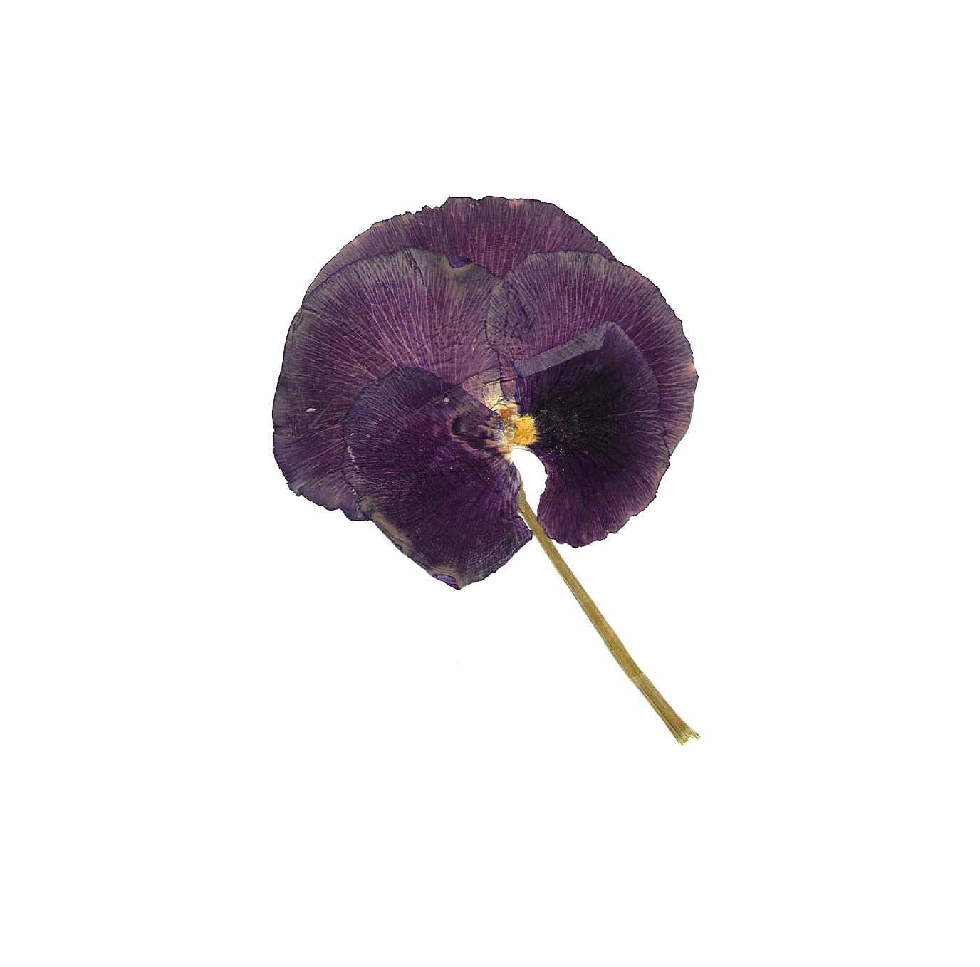 dried pansy for love.jpg