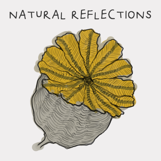 Natural Reflections: Beithe