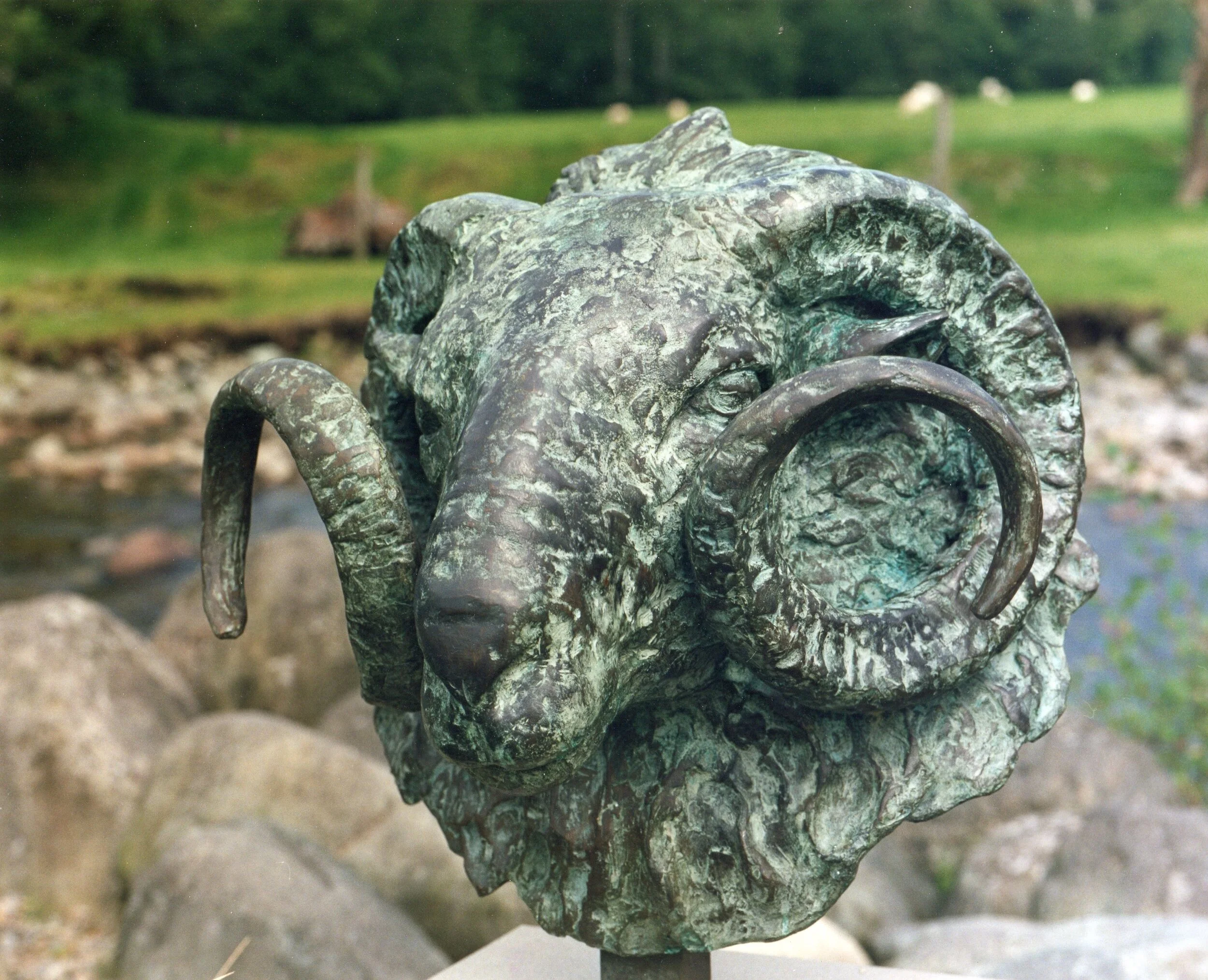 Welsh Mountain Ram