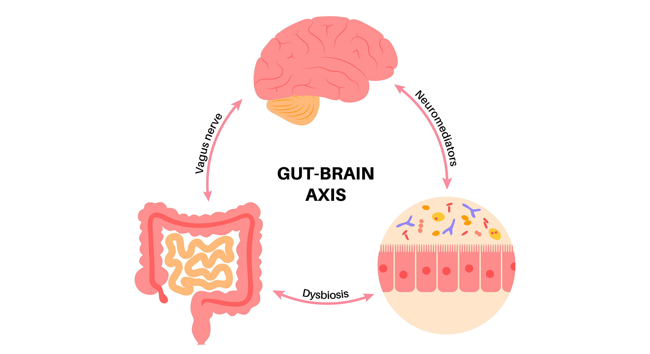The Gut- Brain Connection: How can gut health support your mood?