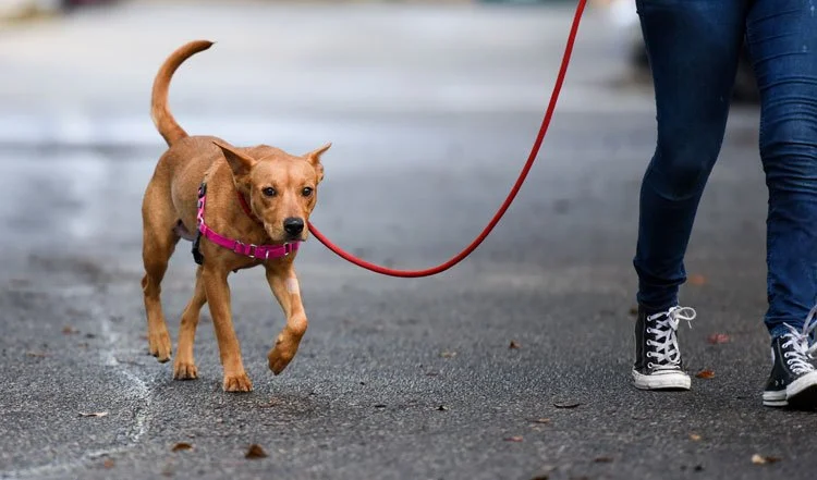 A small brown dog on a pink harness being walked on a red leash by a person wearing blue jeans and black sneakers on a gray pavement.