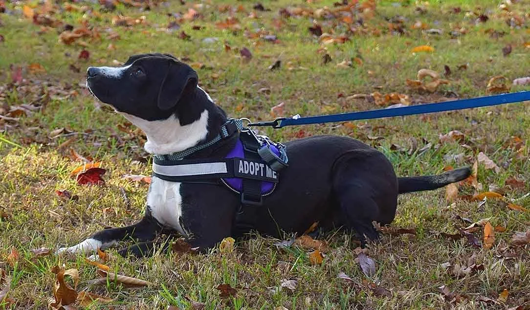 Black and white dog lying on grass with fallen autumn leaves, wearing a harness with an ‘ADOPT ME’ sign, on a leash.