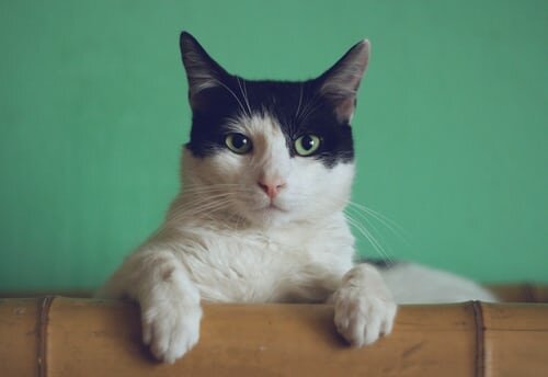cat 1.jpg