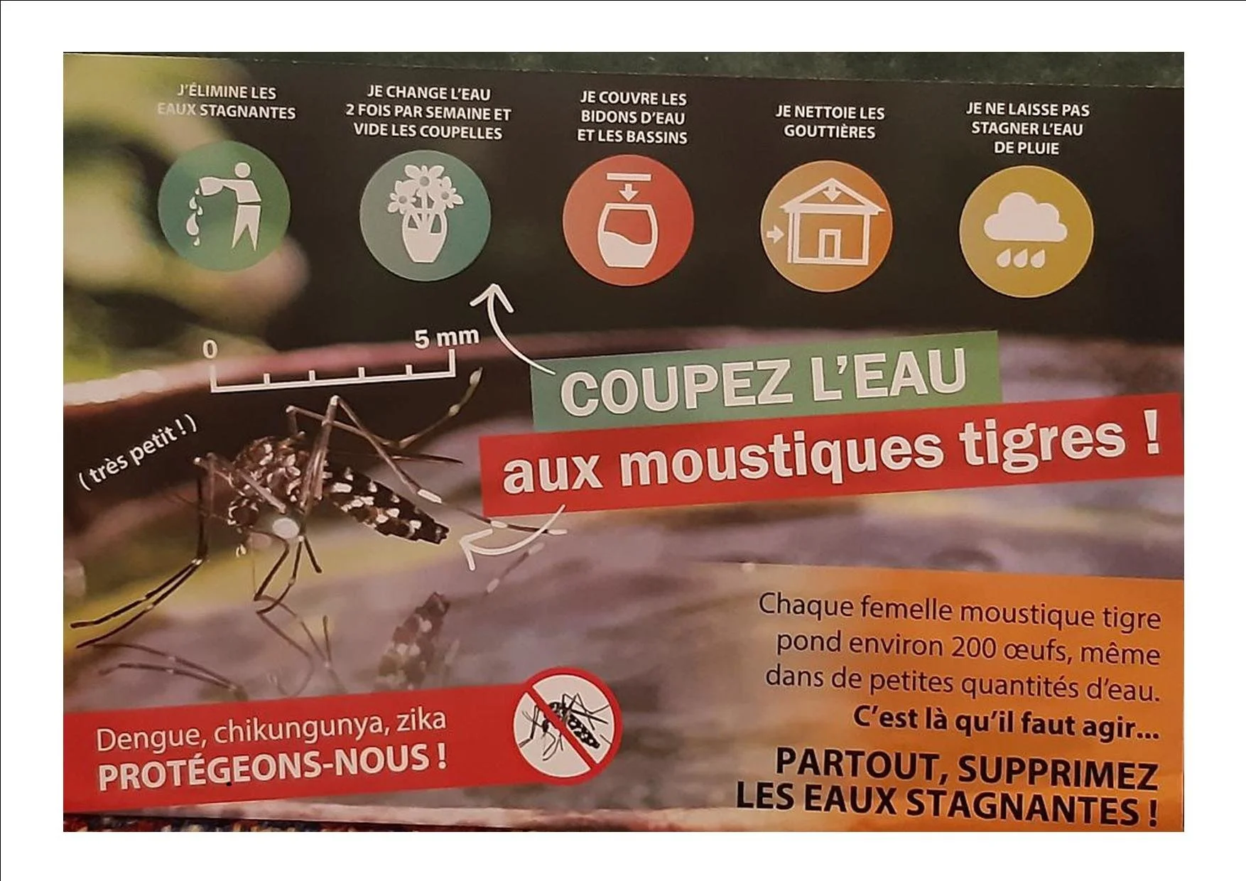 Les moustiques tigres arrivent !