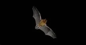 Inventaire des chauves-souris