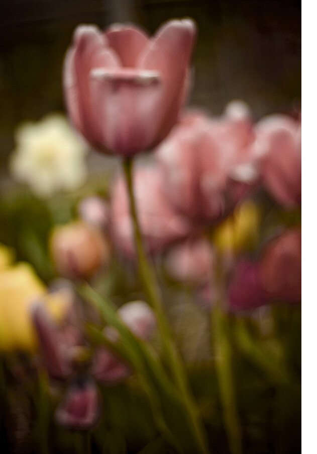 MGlover_Tulips.jpg