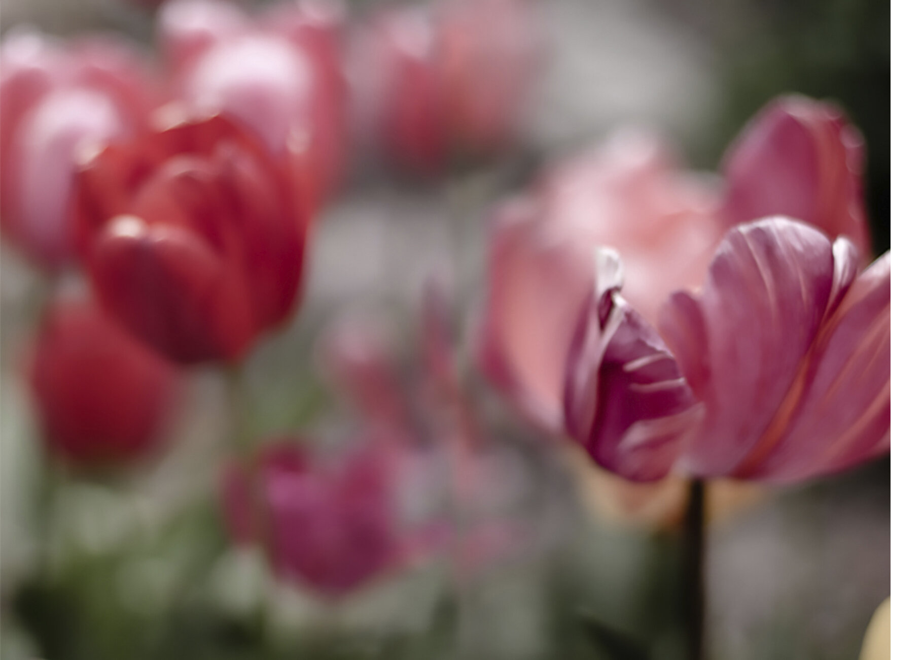Tulips_ FLOW_MG.jpg