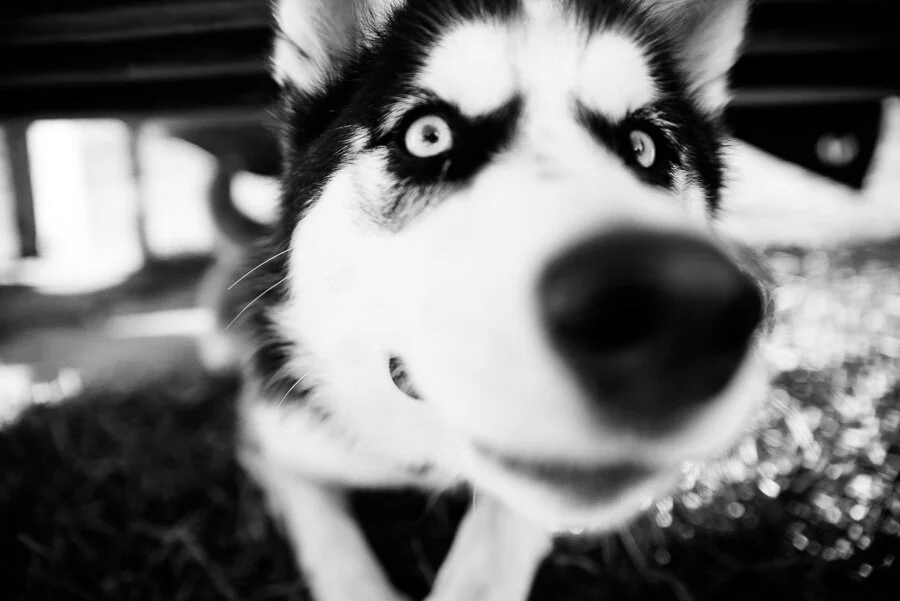 Ruff Monday III | San Francisco Bay Area Documentary Dog Photographer