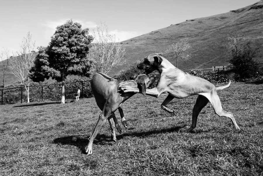 Ruff Monday XI | Dog Photography