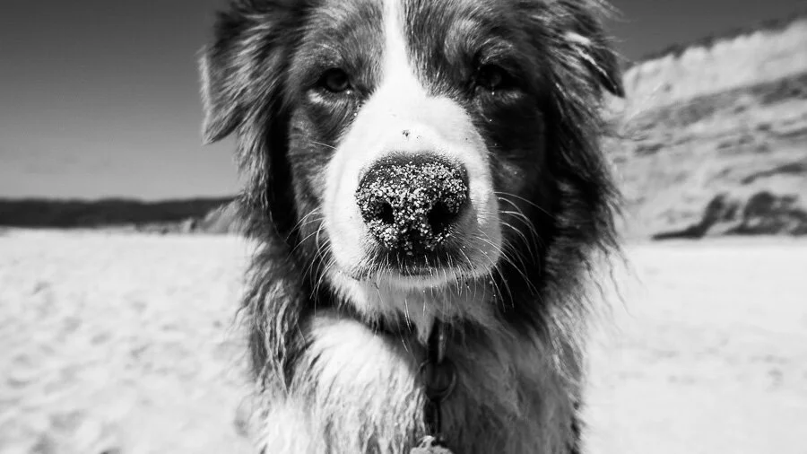 Ruff Monday XII | About Nova