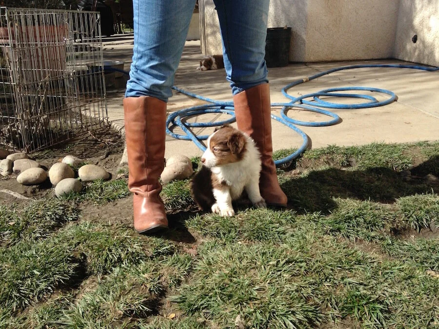 Ruff Monday XIII | Puppy Nova Flashback