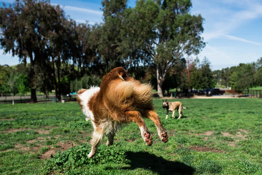 Ruff Monday XIV | Dog Park Morning