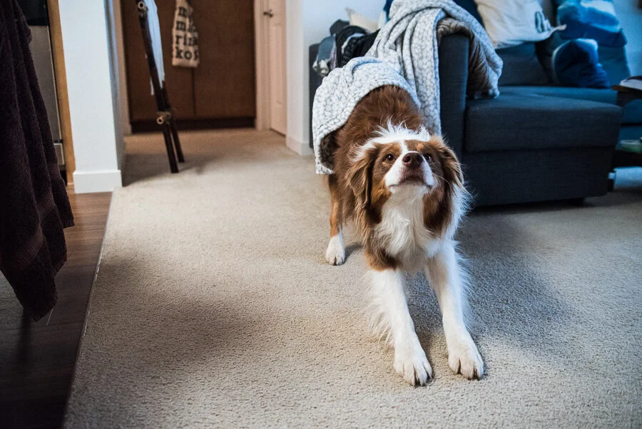 Ruff Monday XVI | Dog Days At Home