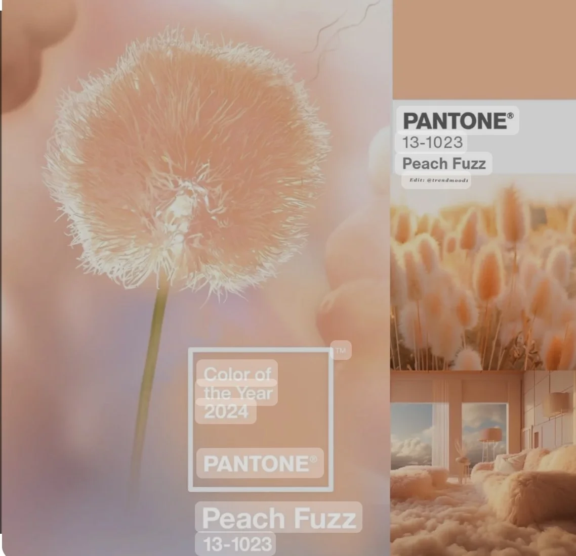 Pantone Peach Fuzz Glass Whiteboards