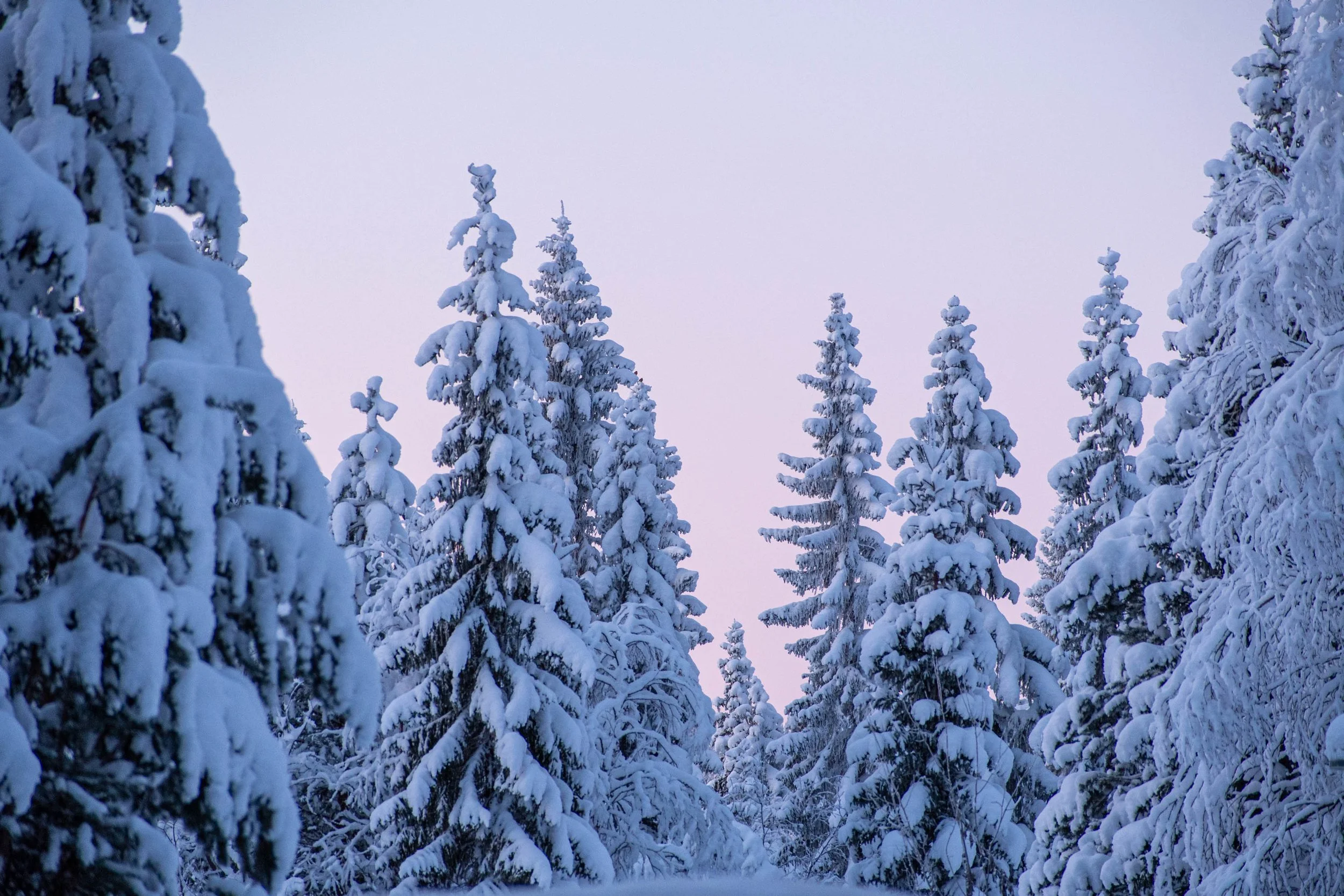 Hemma snöiga granar och rosa himmel.jpg