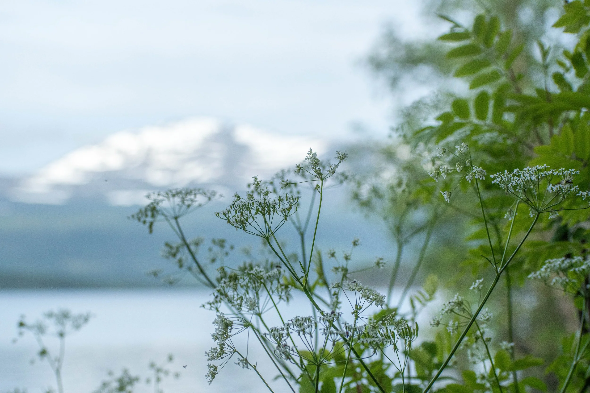Krok morgon vita blommor och fjäll.jpg