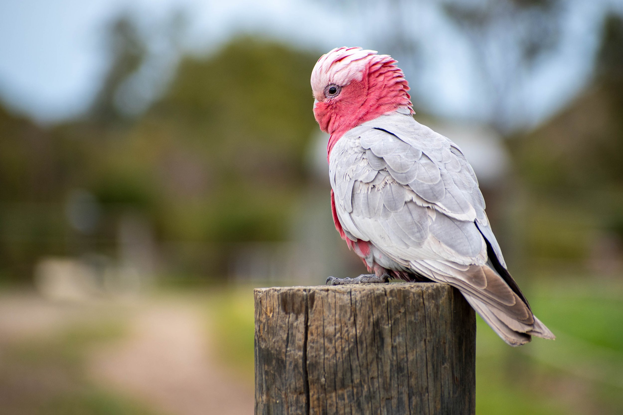 Perth-Rosa papegoja 2 (1 av 1).jpg