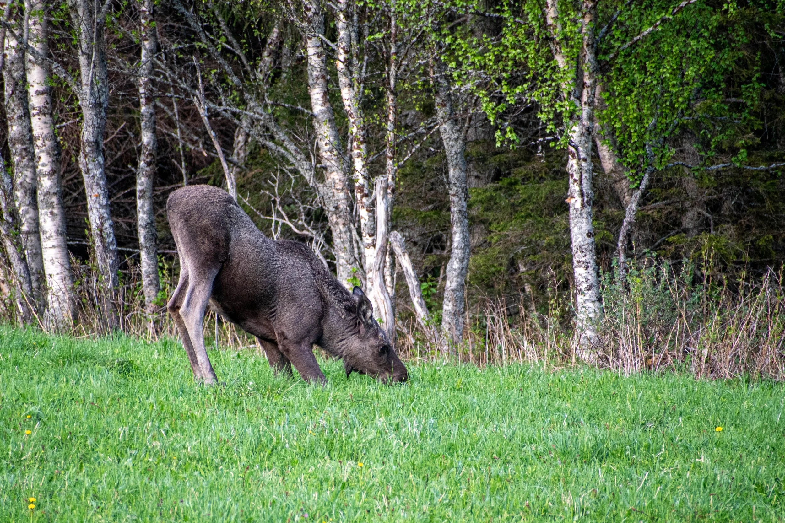 Krok älg på knä.jpg