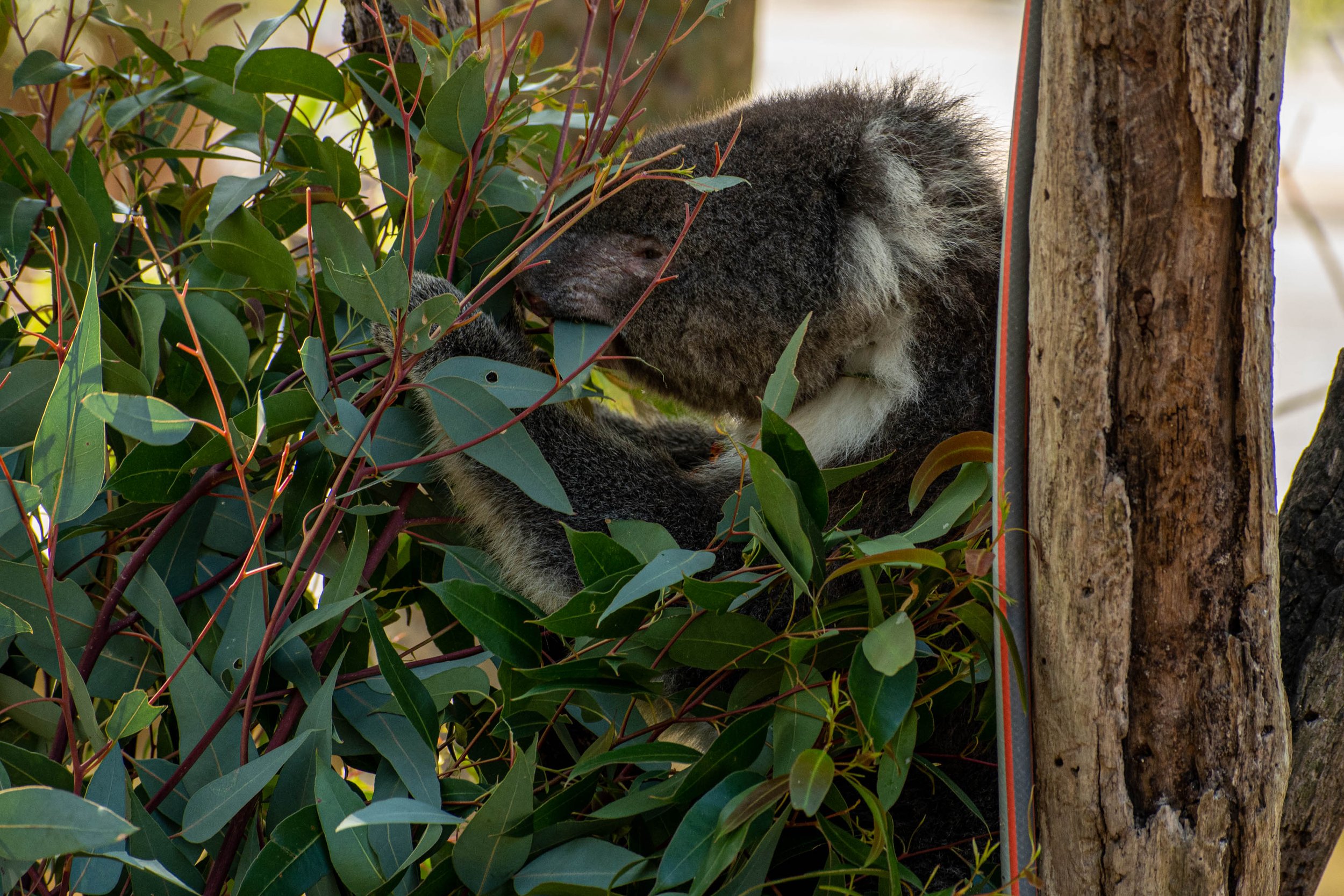 Perth-Koala 1 (1 av 1).jpg
