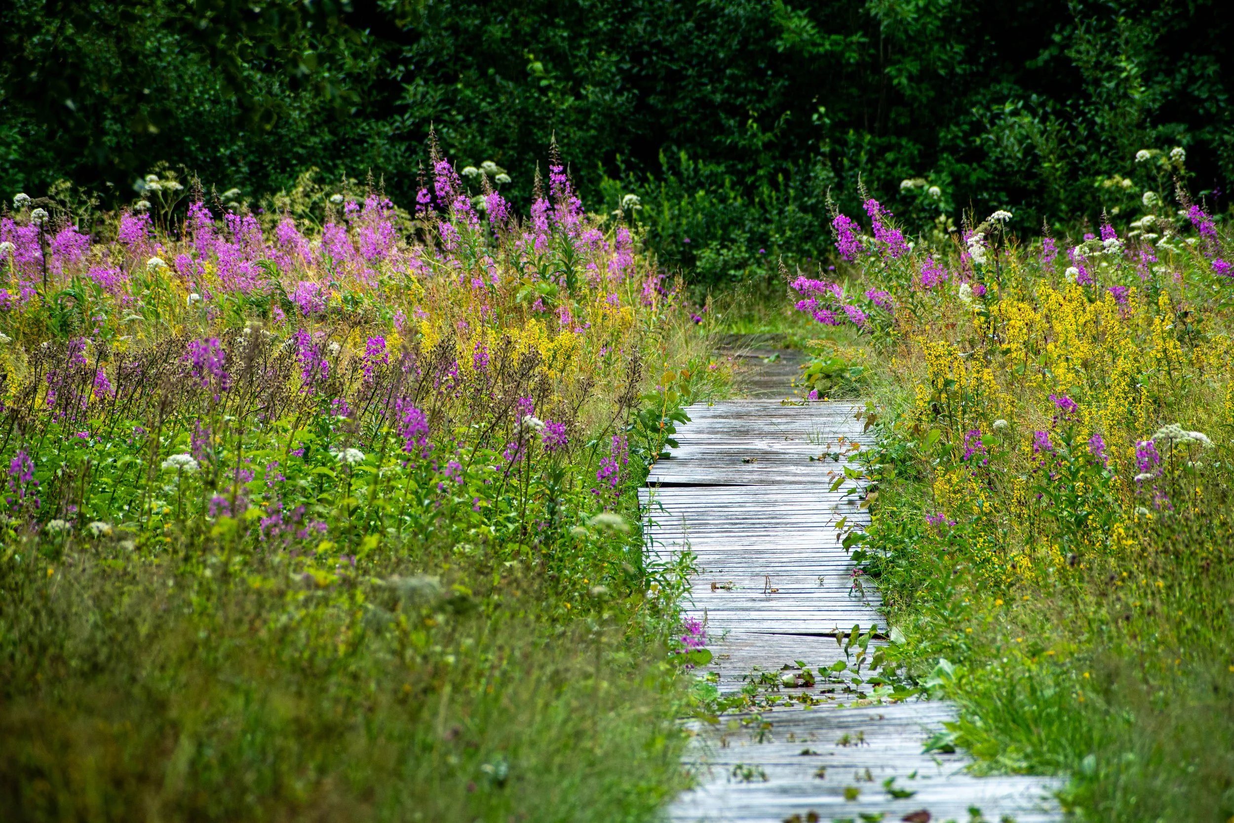 Huså spången och blommor.jpg
