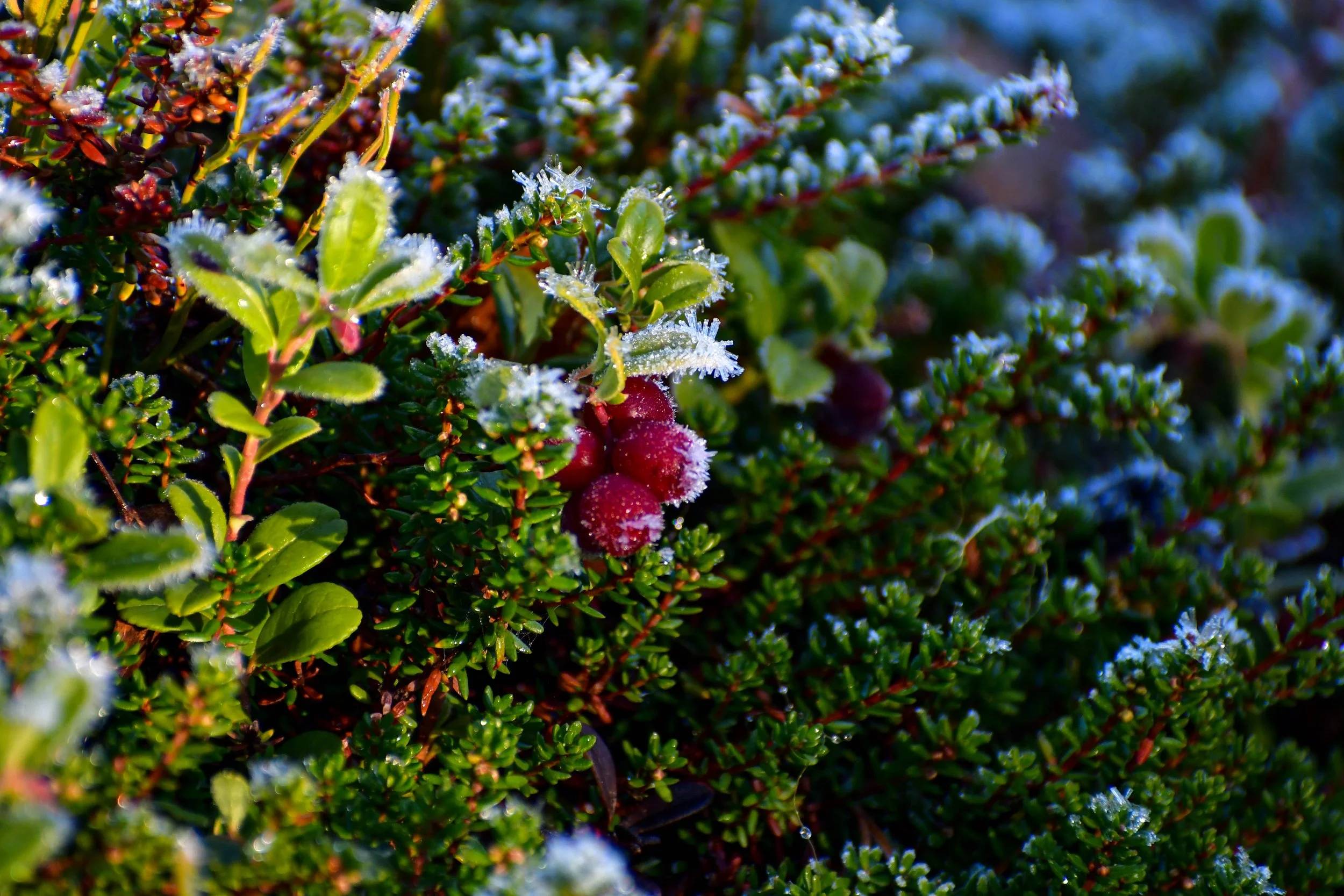 Hemma frostiga lingon.jpg