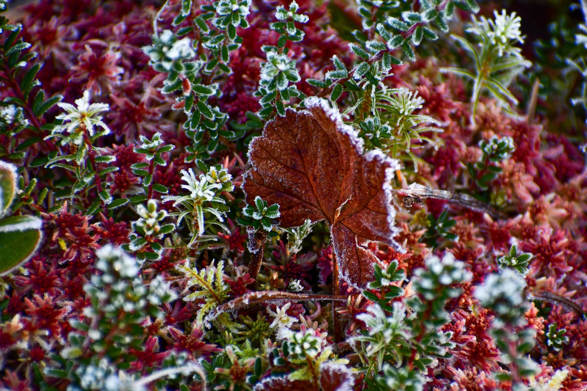 Hemma rött hjortronblad frost röd mossa.jpg
